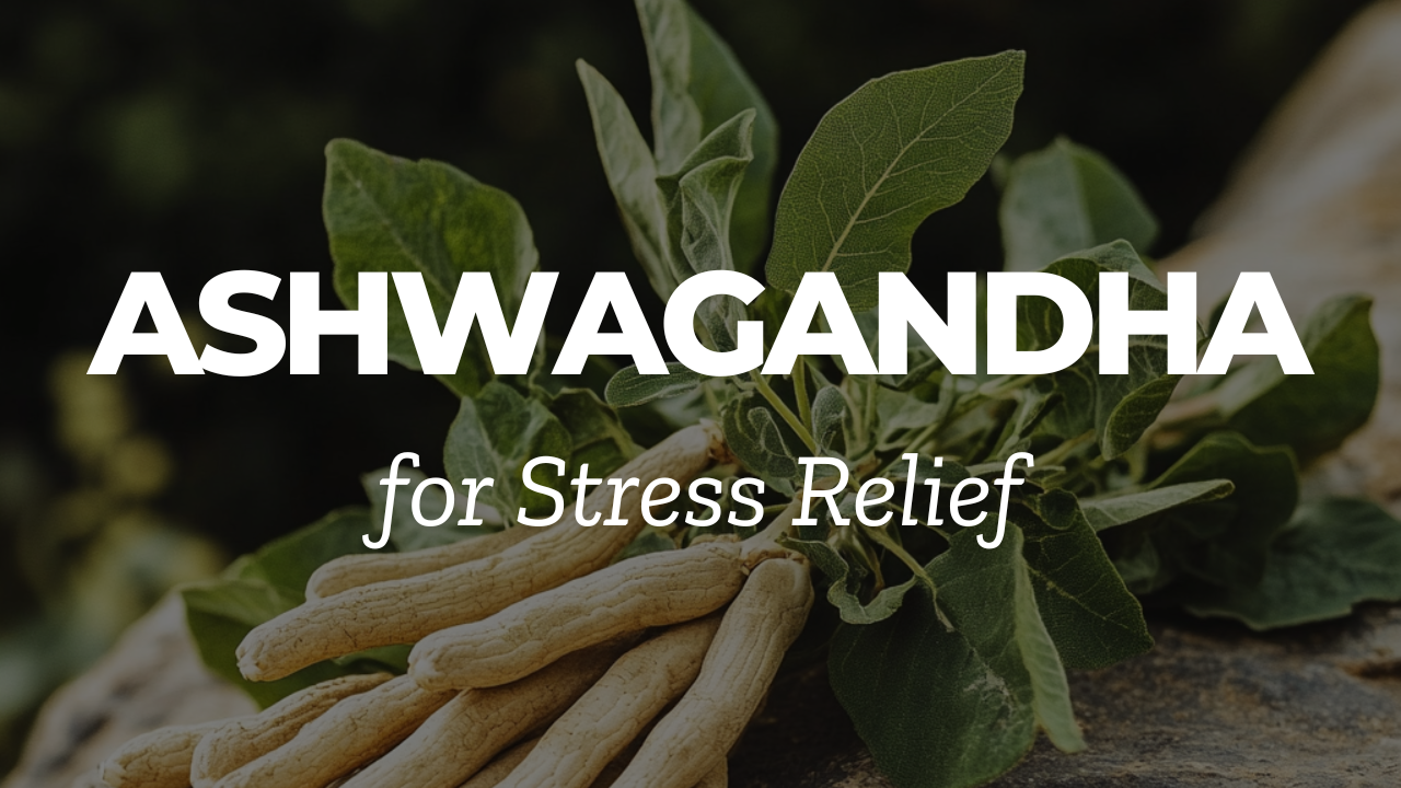 Finding-Calm-The-Transformative-Benefits-of-Ashwagandha-for-Stress-Relief Lambda Lifestyle